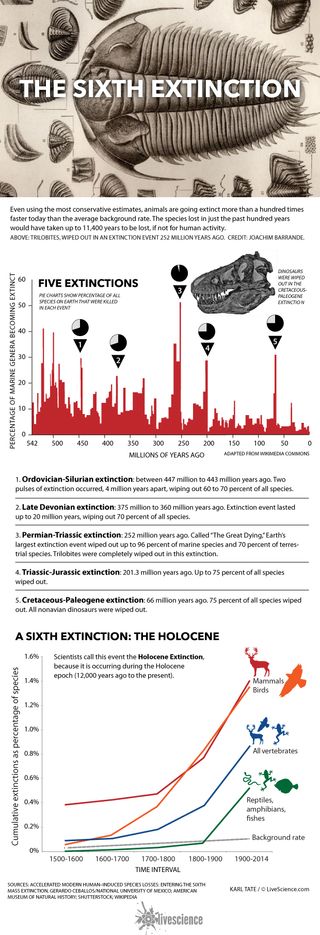 Scientists found that species are dying off more than 100 times faster than they would without human activity.