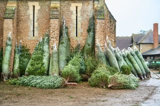 A group of Christmas trees in netting leaning against a brick wall