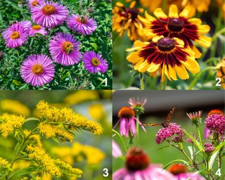 New England Aster, Black-Eyed Susan, Goldenrod, Coneflowers and Milkweed with butterfly