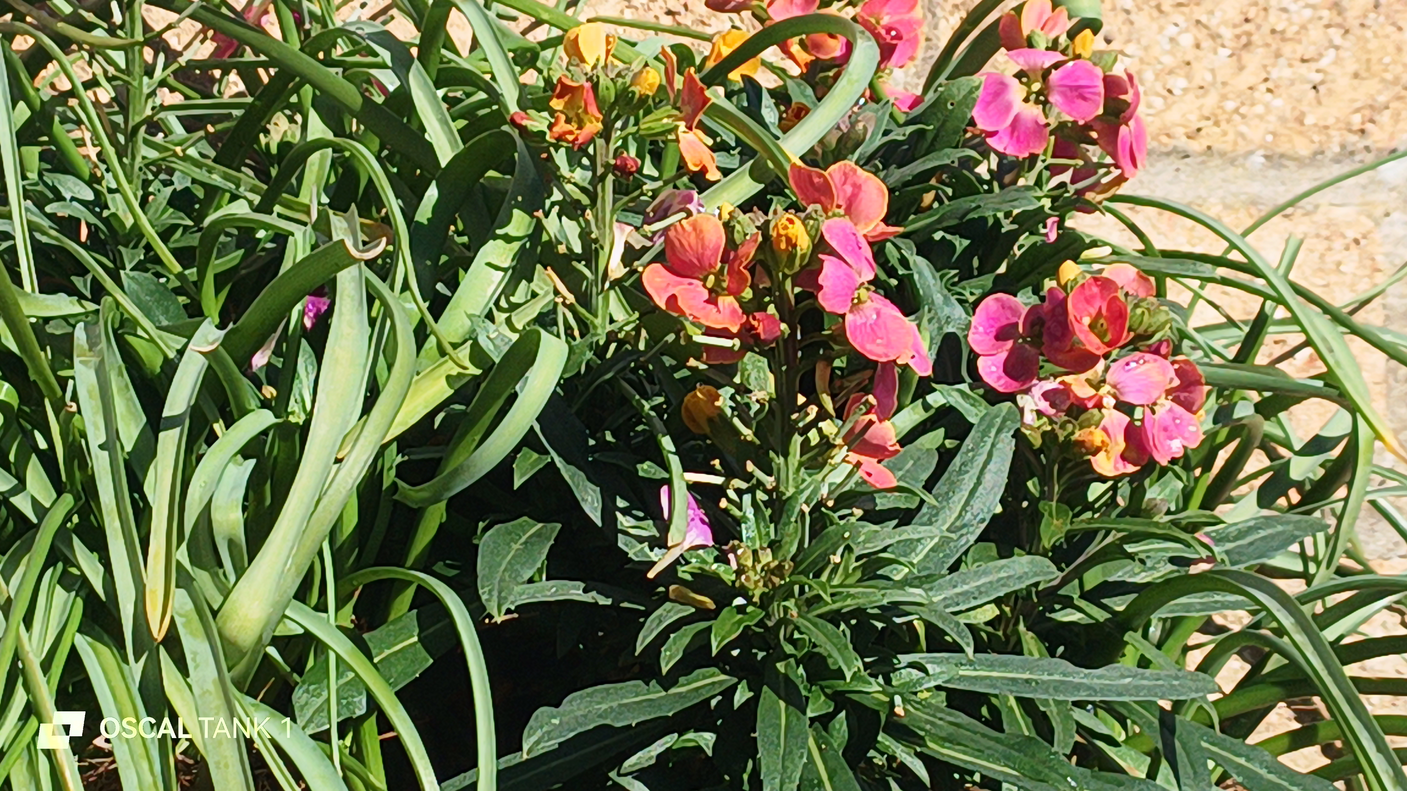 Blackview Oscal TANK 1 example pictures