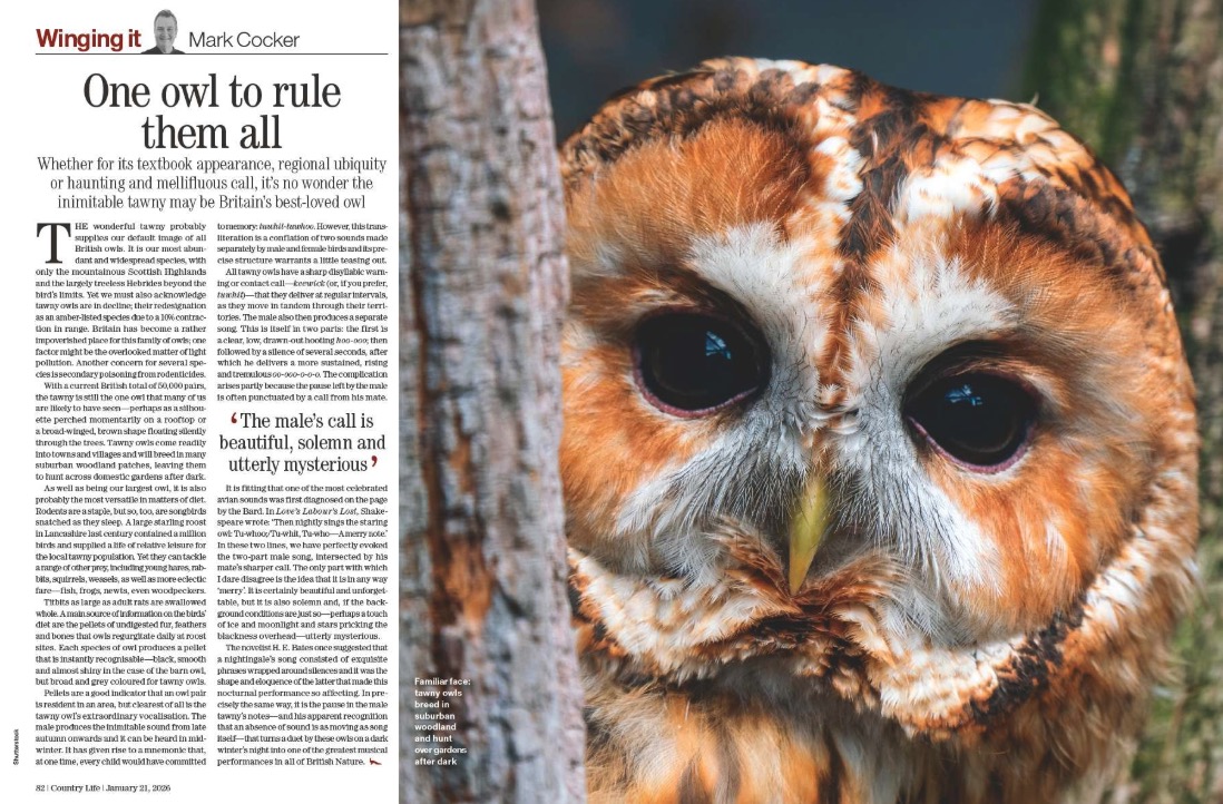 Spreads from Country Life January 21, 2026