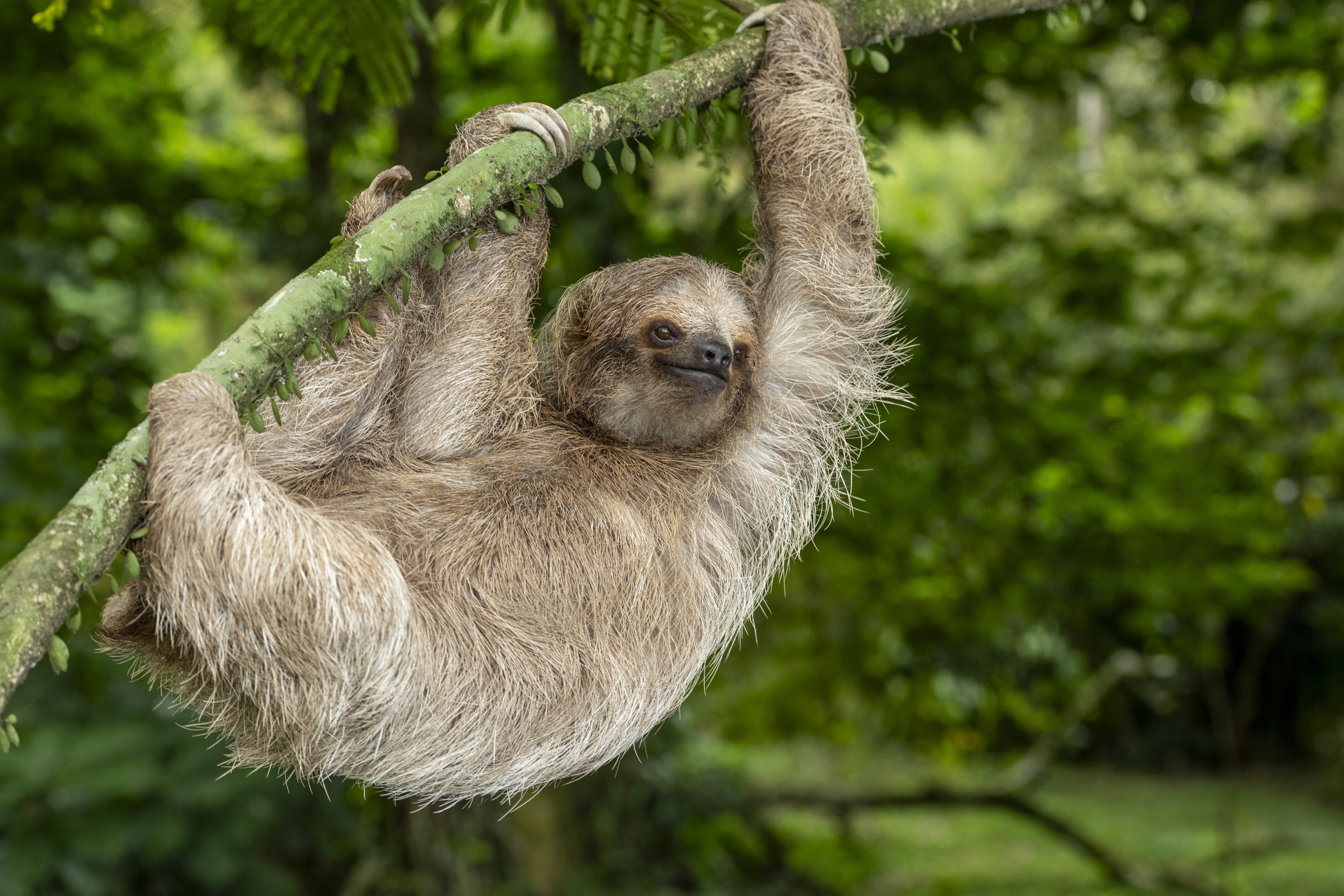 A sloth hangs from a branch in Costa Rica