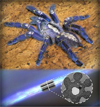 A critically endangered adult female gooty sapphire ornamental tarantula (P. metallica), native to India. Organized multilayered nanostructures were observed, which produced the bright blue reflection as seen under the microscope.