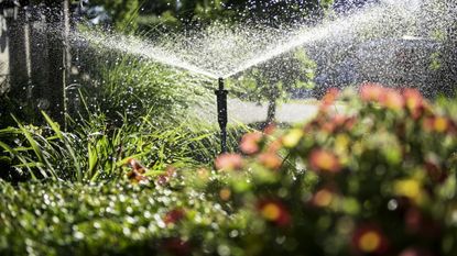 A sprinkler watering flower beds