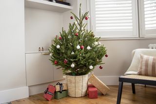 A small potted Christmas tree