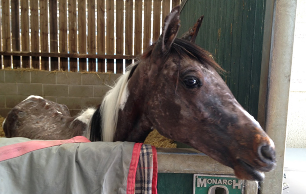 EQRPR-Starved-horse-found-by-side-of-road-3.jpg