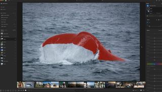 Screengrab of Lightroom interface showing photo of whale
