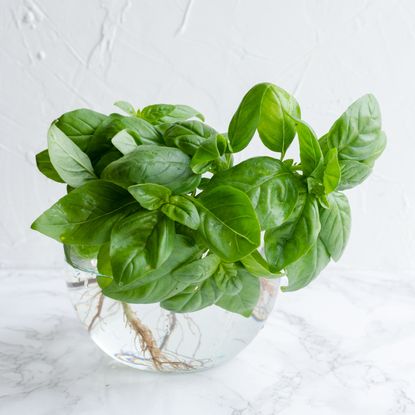 Propagate basil cuttings in water