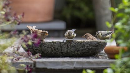bird bath ideas: several birds drinking from a stone bird bath