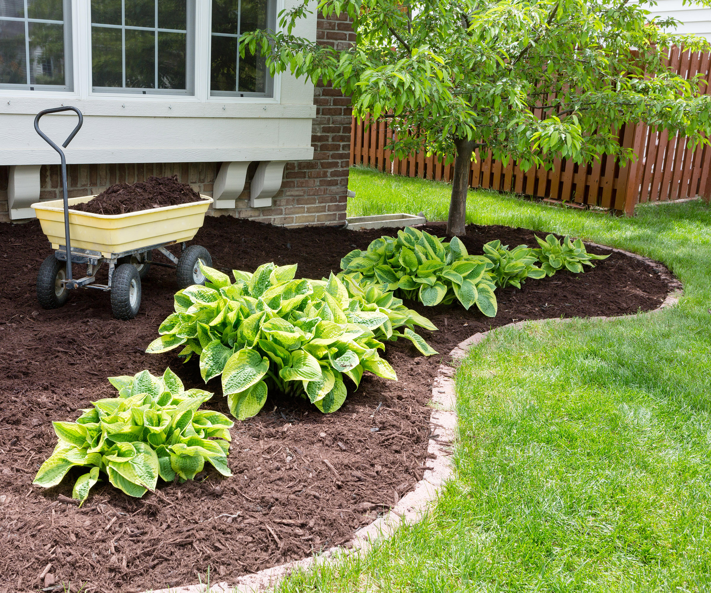 A garden border with shrubs covered with a bark mulch to surpress weeds
