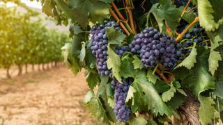 Grenache wine grapes