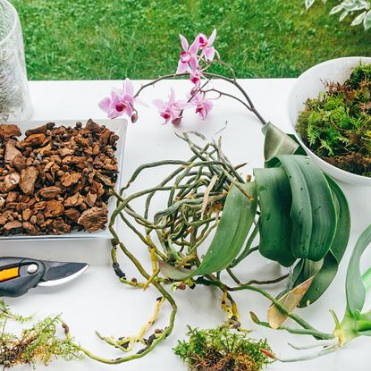 Repotting a Phalaenopsis orchid with DIY potting mix recipe