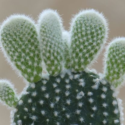 Close up of new growth on a bunny ear cactus