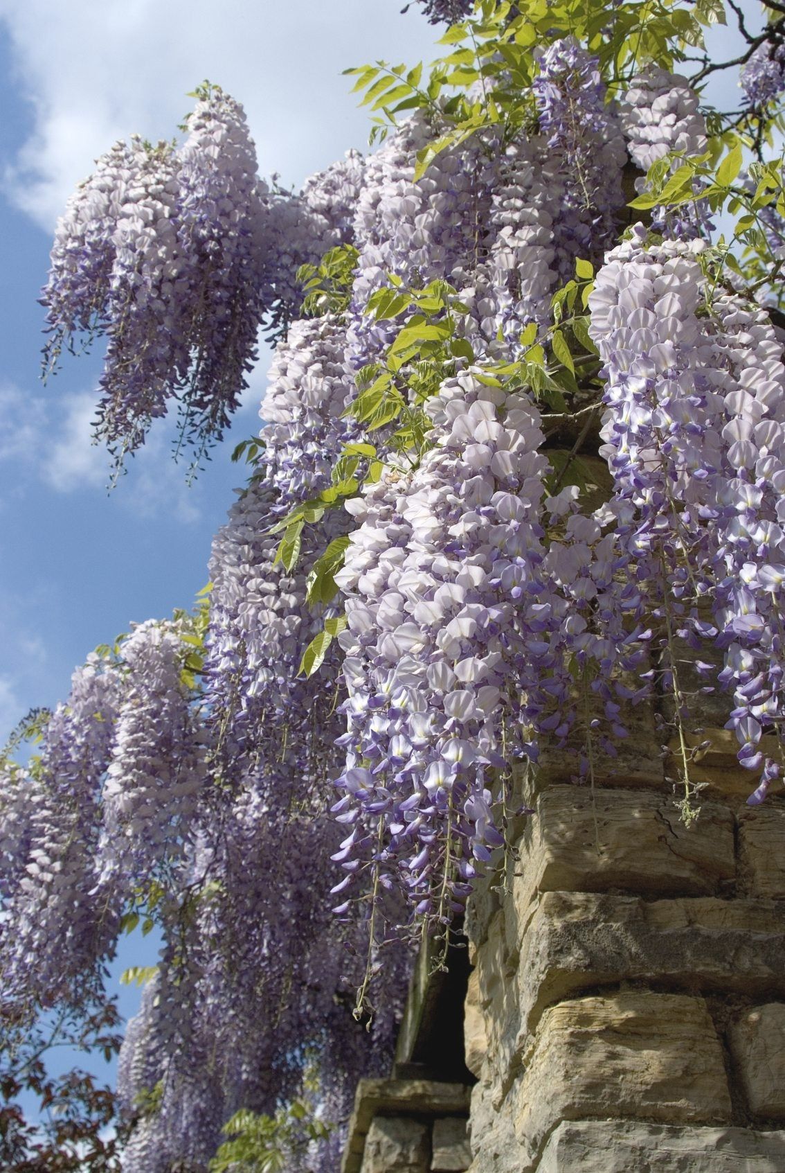 Purple Flowered Wisteria Vines