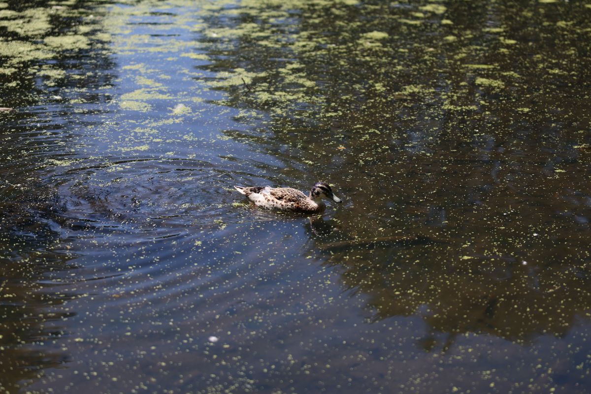 A photo of a bird taken on a Canon EOS R6 Mark III