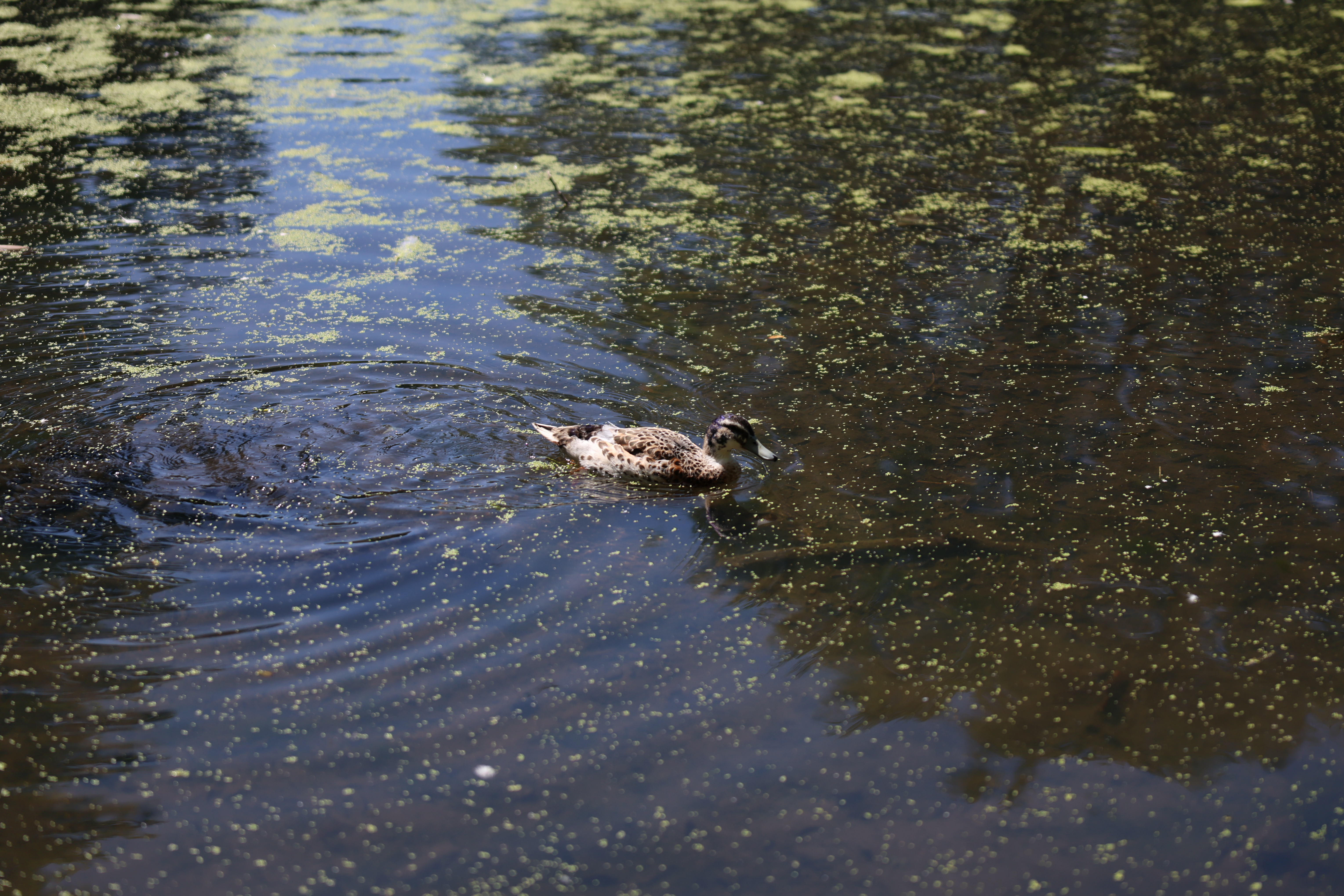 A photo of a bird taken on a Canon EOS R6 Mark III
