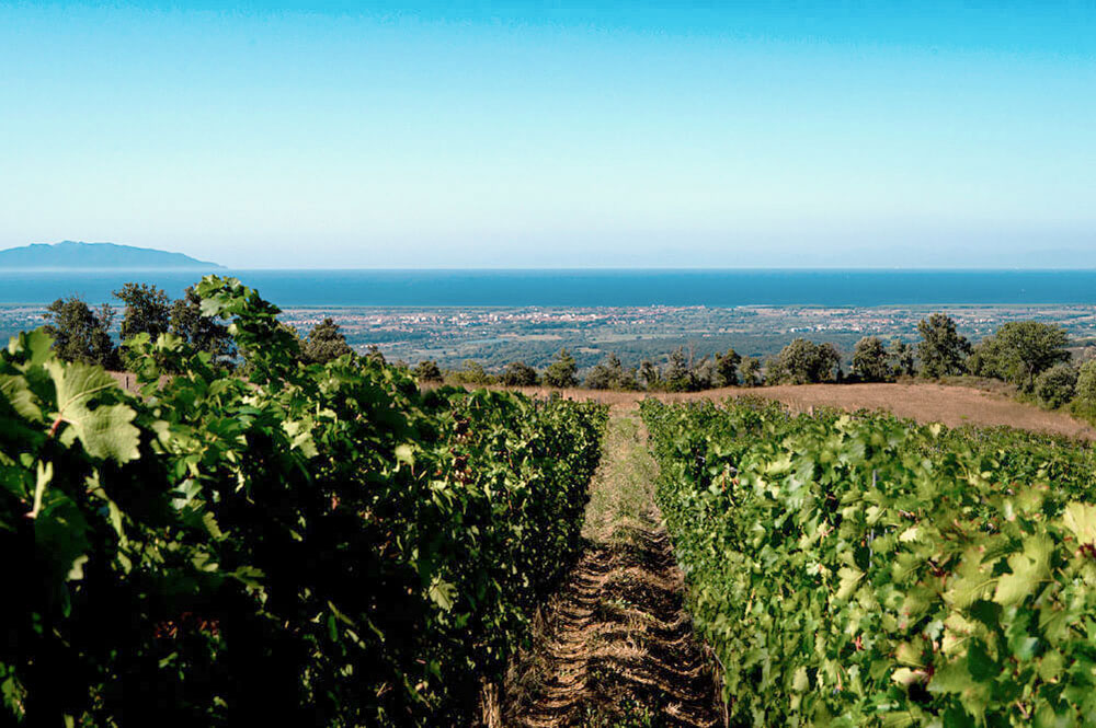 Prima Pietra vineyard Tuscany