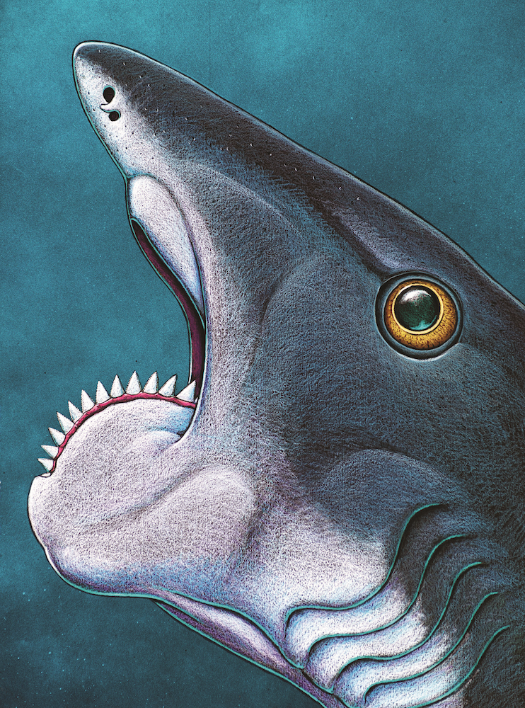 Helicoprion&#039;s spiral tooth jaw.