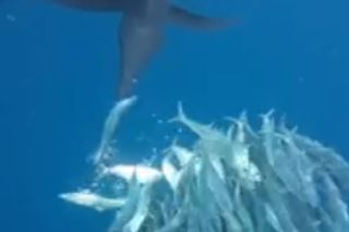 sailfish bill slashing