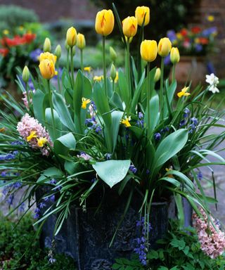 container planted up with spring flowers including tulips, hyacinths and daffodils