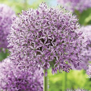 Alliums by Crocus