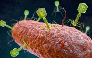 Bacteriophages are viruses that infect bacteria.