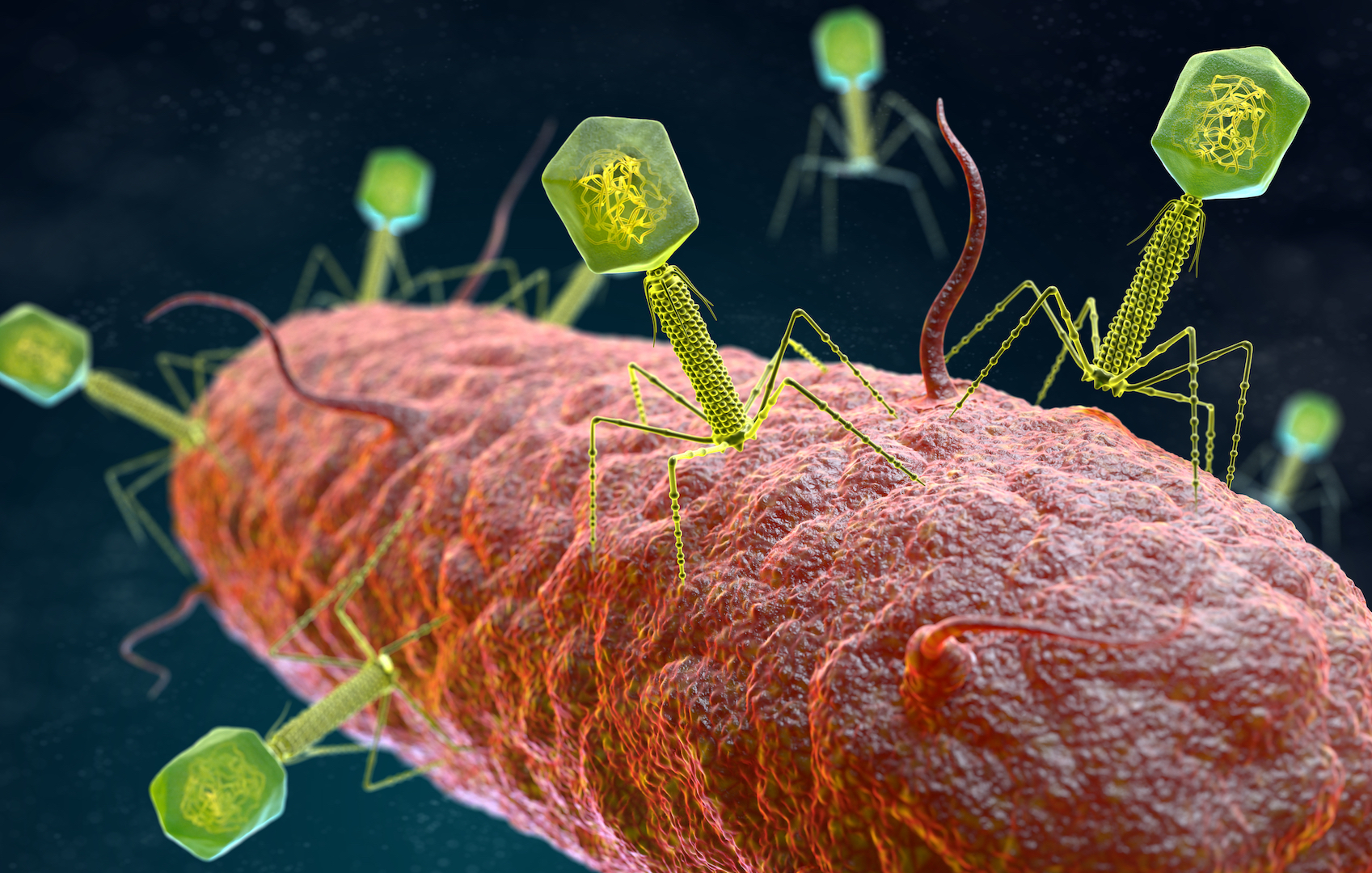 Bakteriophagen sind Viren, die Bakterien infizieren.