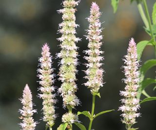 White flower spikes of anise hyssop