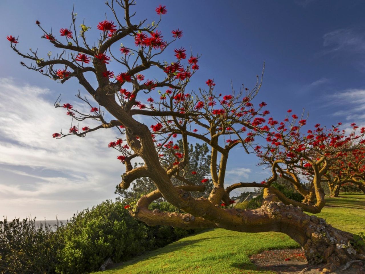 Red Flowering Coral Tree