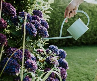 Hydrangea being watered