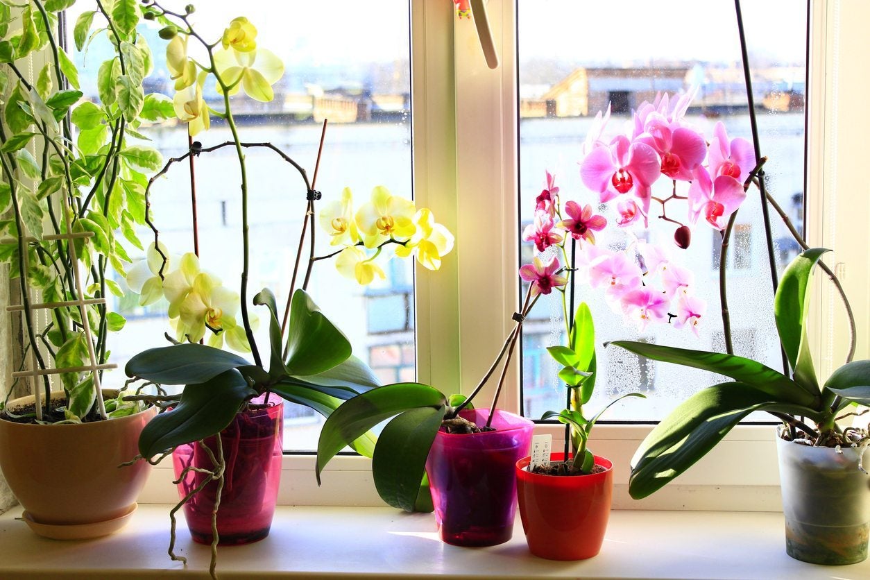 Orchid Potting Mix - Types Of Planting Mediums For Orchids