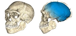 Two views of a composite reconstruction of the earliest known Homo sapiens fossils from the Jebel Irhoud site in Morocco.