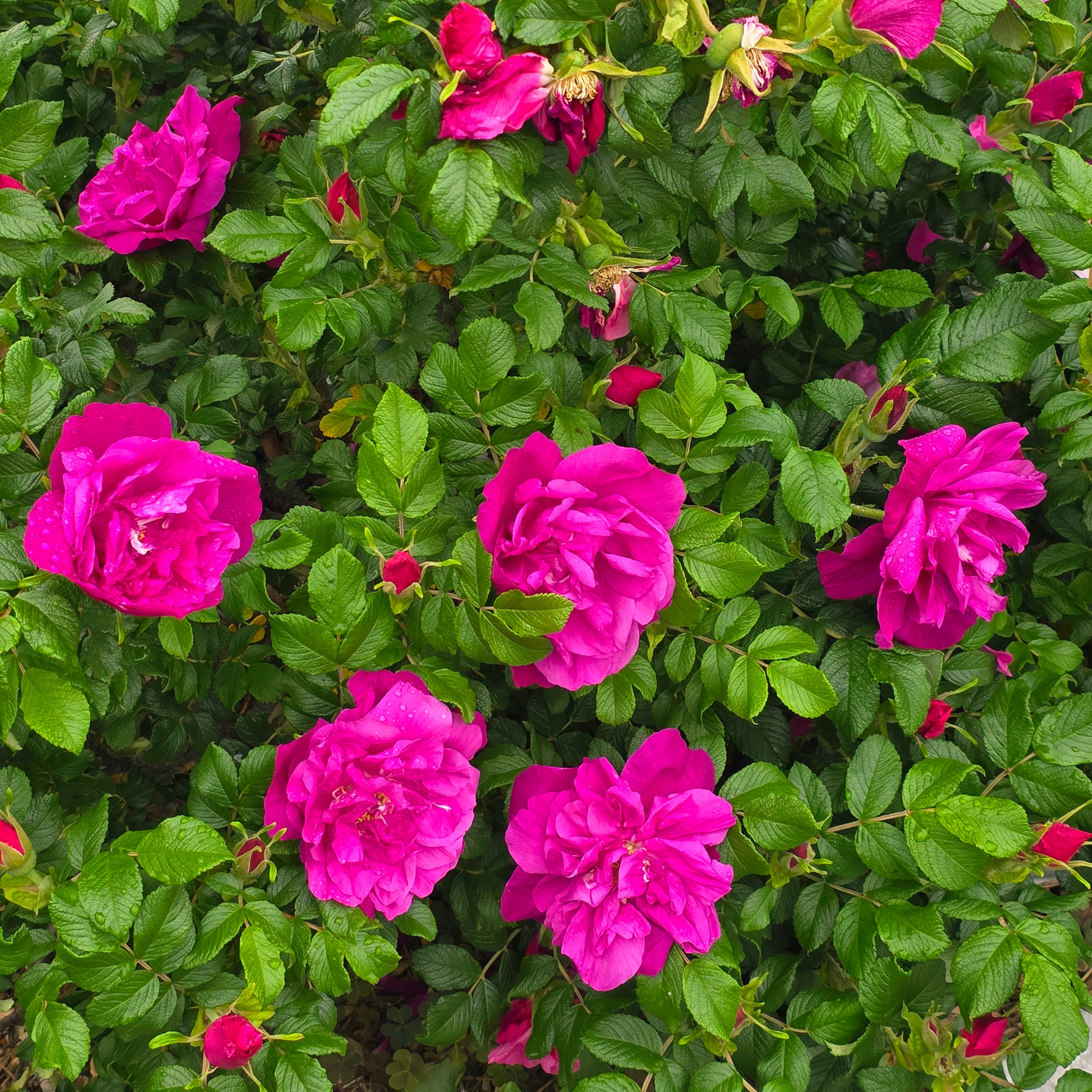 rosa rugosa in bloom.
