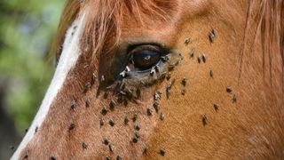 Horse with flies around his eye