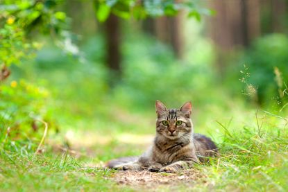 A cat sits in the woods.