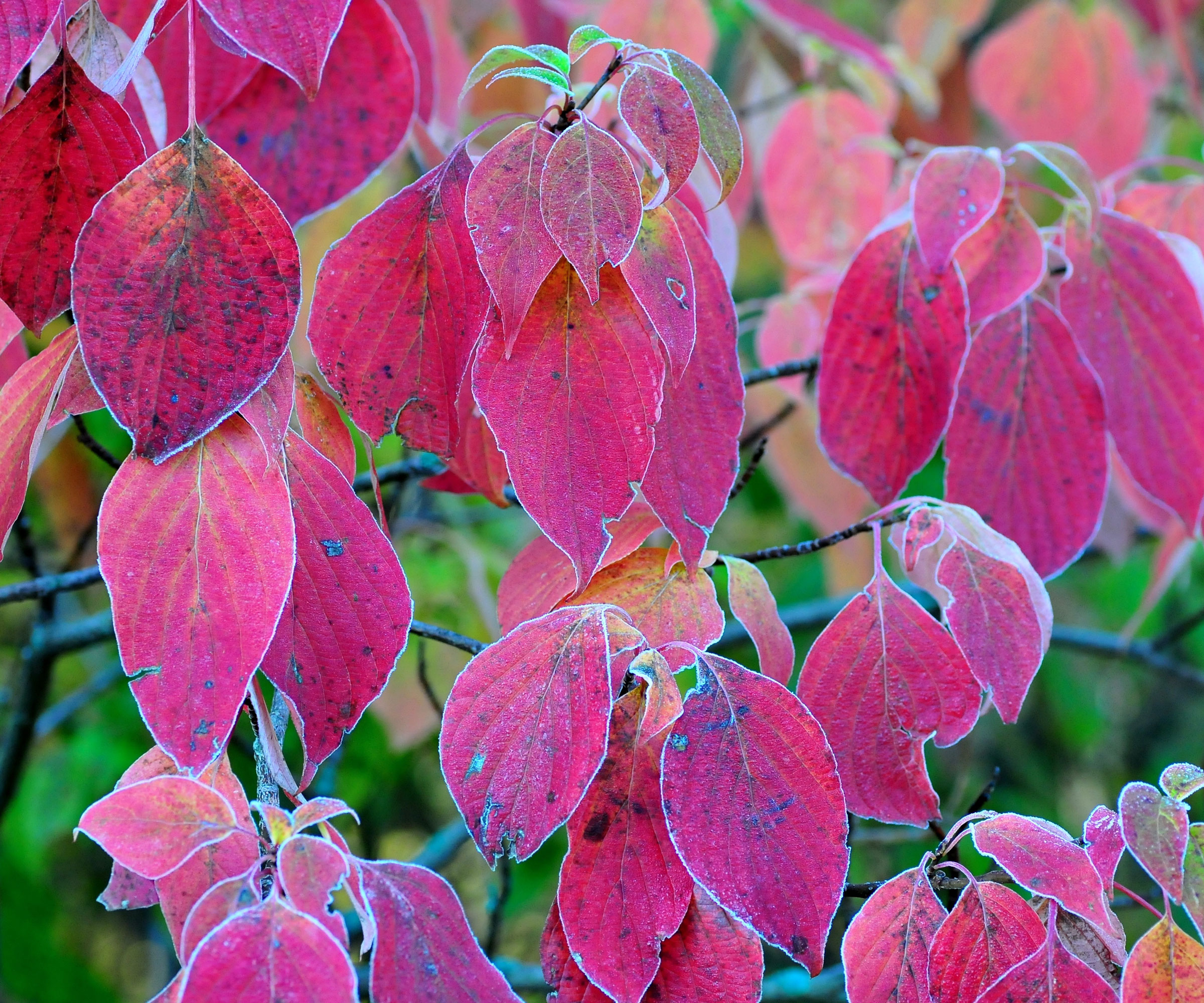 pagoda dogwood with red foliage covered in frost