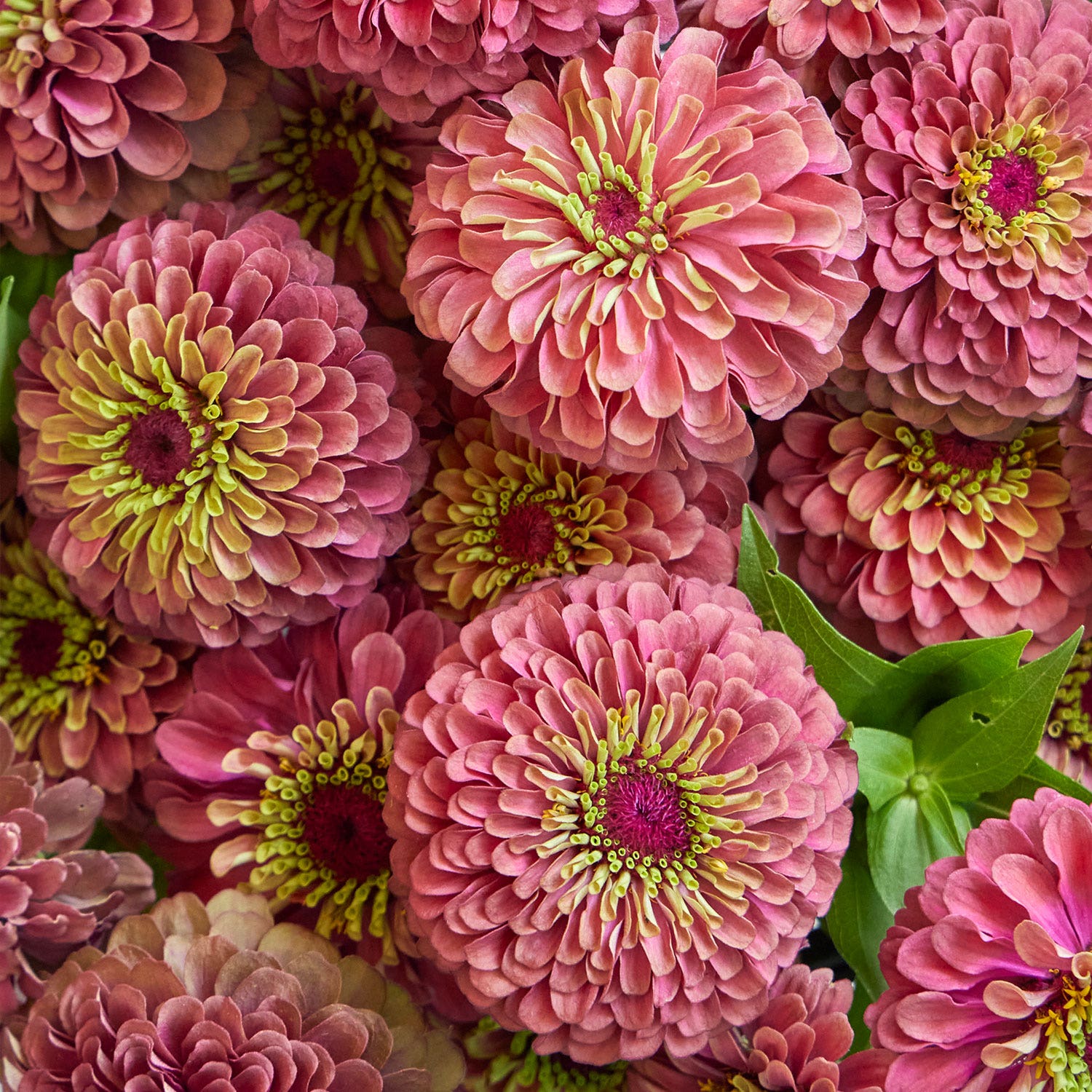Queeny Red Lime Zinnia Seeds