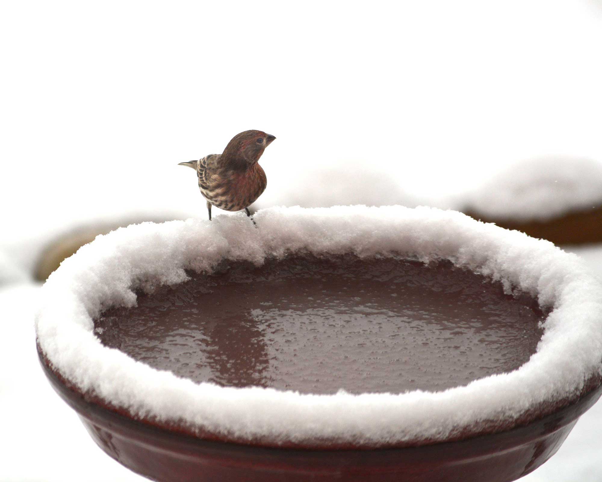 Bird bath winter care top tips for your backyard Gardeningetc