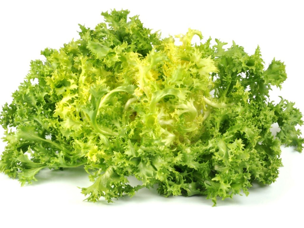 Green Frisee Lettuce