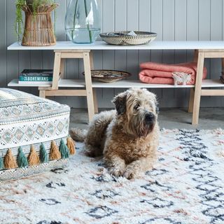 room with shelves and dog