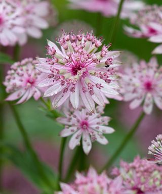 The pink flowers of Astrantia major 'Buckland'