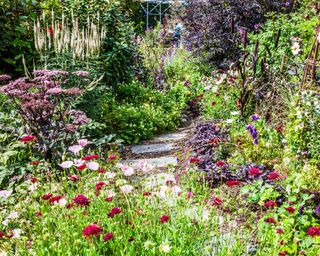 A garden path between shrub and herbaceous borders with mulch bark chippings