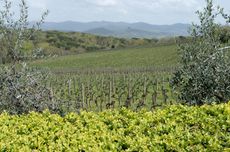 Borgo Scopeto's vineyards in Vagliagli_credit Lincoln Clarkes