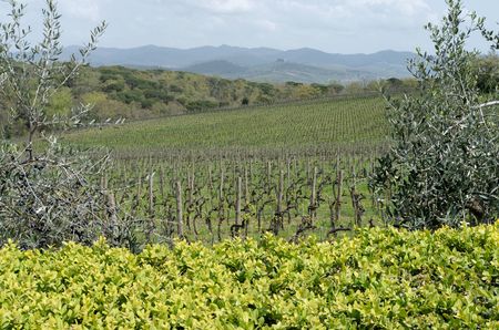 Borgo Scopeto's vineyards in Vagliagli_credit Lincoln Clarkes