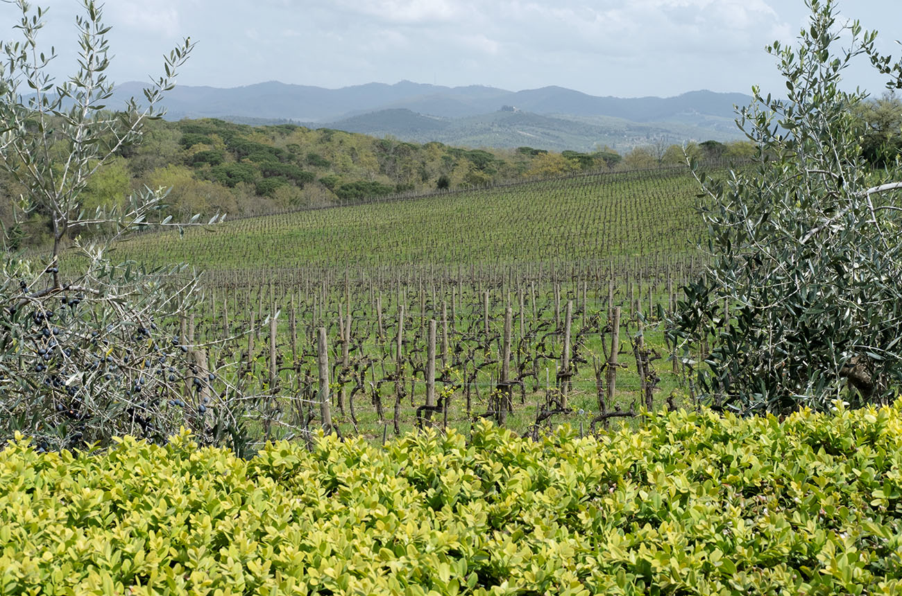 Borgo Scopeto's vineyards in Vagliagli_credit Lincoln Clarkes