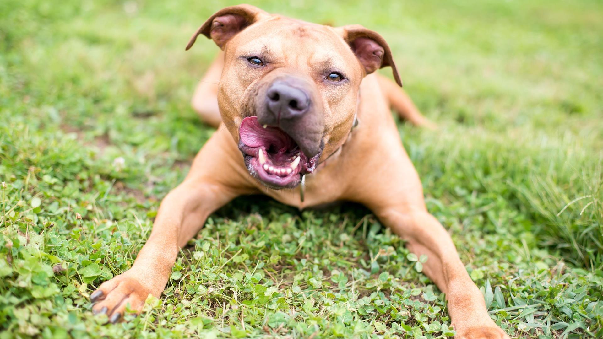 Mixed breed dog licking lips looking aggressive