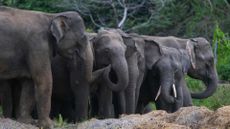 A herd of elephants