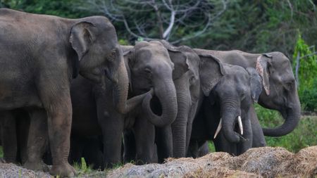 A herd of elephants