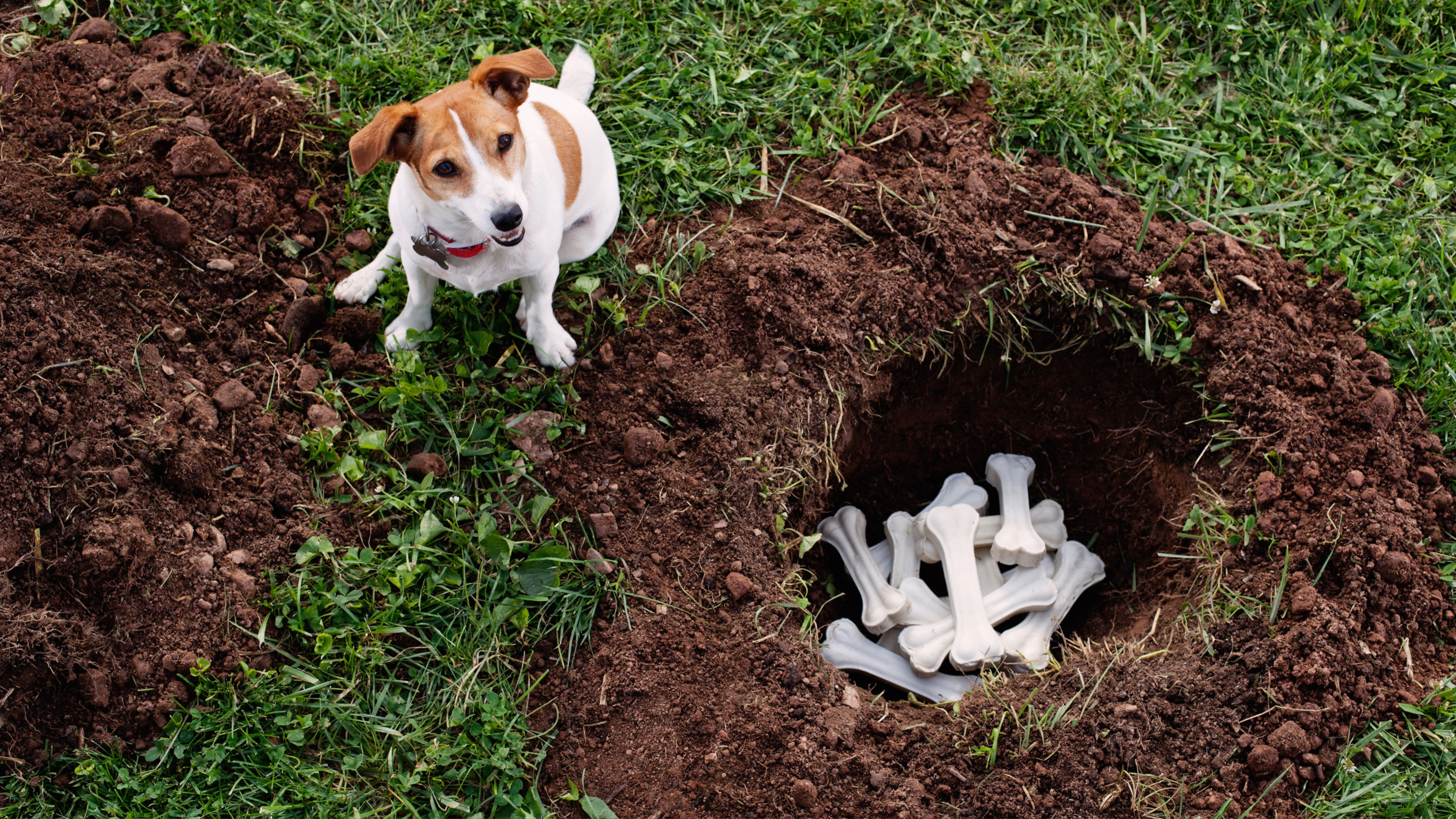 Jack Russell Terrier with hole full of dog bones