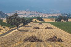 California wine glut